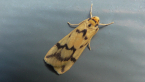 Alternating Footman