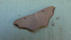 Cross-line Wave Moth