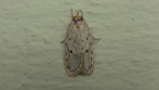 Concealer Moth
