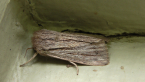 Noctuid Moth