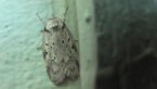 Concealer Moth