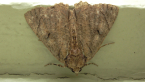 Electric Moth