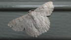 Red-lined Looper Moth