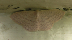 Geometrid Moth