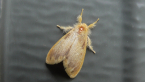 Tussock Moth