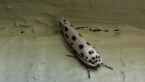 Depressariidae Moth