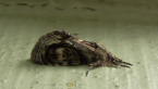 Noctuid Moth