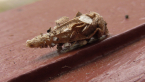 Case Moth Larva