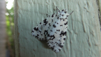 Noctuid Moth