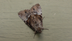 Noctuid Moth