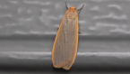 Lichen Moth