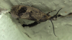 Oecophoridae Moth
