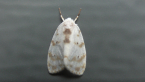 Lichen Moth