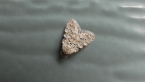 Nolidae Moth