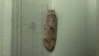 Erebidae Moth