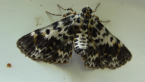 Snout Moth