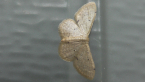 Geometrid Moth