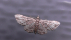 Geometrid Moth