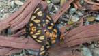 Mating Tiger Moths