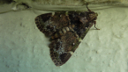 Pyralid Moth