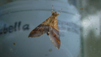 Crambid Moth