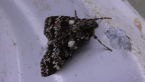 Snout Moth