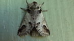 Notodontid Moth