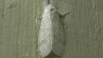 Perfect Tussock Moth
