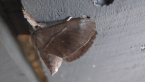 Limacodid Moth