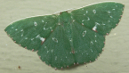 Geometrid Moth
