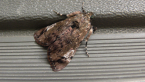 Snout Moth
