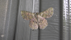 Geometrid Moth