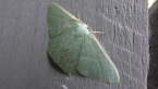 Emerald Moth