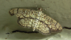 Crambid Moth