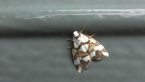Arctiidae Moth