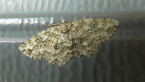 Twig Looper Moth