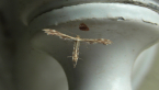 Geranium Plume Moth