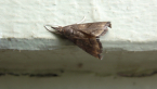 Crambid Moth