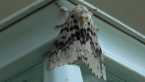 Australian Gypsy Moth