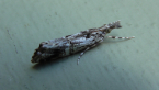 Crambid Moth