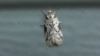 Concealer Moth