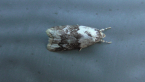 Unidentified