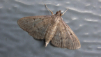 Grass Webworm