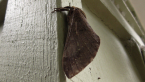 Hepialidae Moth