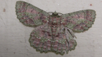 Geometrid Moth