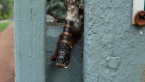 Saunders Case Moth Larva