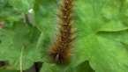 Moth Caterpillar