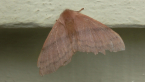 Eupterotidae Moth