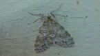 Geometrid Moth