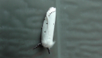 Xyloryctid Moth